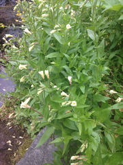 Epilobium luteum