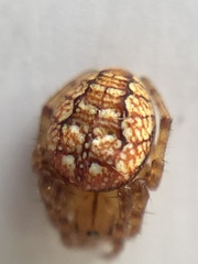 Araneus iviei