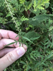 Ambrosia artemisiifolia