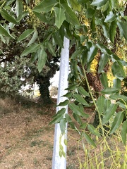 Styphnolobium japonicum