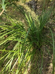 Lomandra hystrix