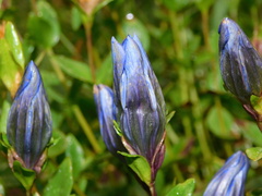 Gentiana calycosa