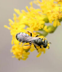 Perdita octomaculata