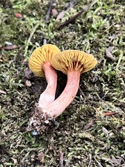 Phylloporus leucomycelinus