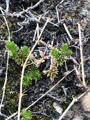 Selaginella eremophila