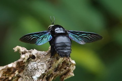 Xylocopa latipes