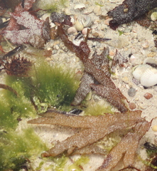 Fucus serratus