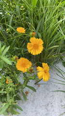 Coreopsis