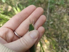 Lomandra hystrix