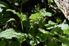 Neottia cordata