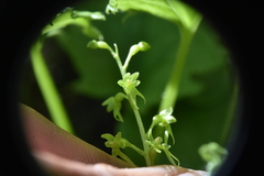Neottia cordata
