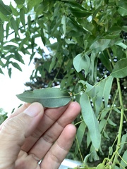 Styphnolobium japonicum