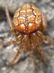 Araneus iviei