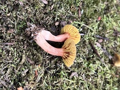 Phylloporus leucomycelinus