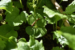 Neottia cordata