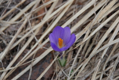 Crocus
