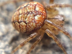 Araneus iviei