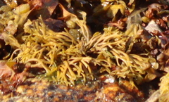 Pelvetia canaliculata
