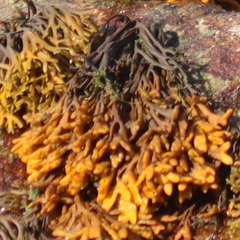Pelvetia canaliculata