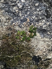Selaginella eremophila