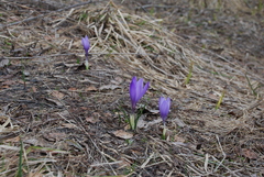 Crocus