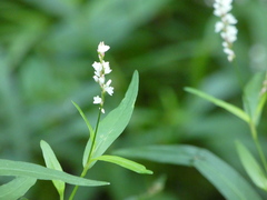 Persicaria minor