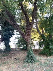 Styphnolobium japonicum