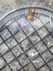 Araneus iviei