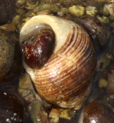 Littorina