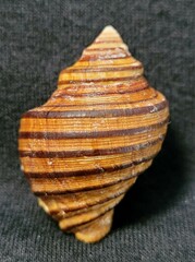 Opeatostoma pseudodon