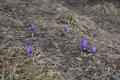 Crocus
