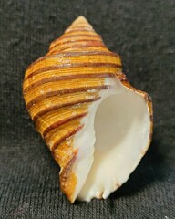 Opeatostoma pseudodon