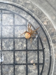 Araneus iviei