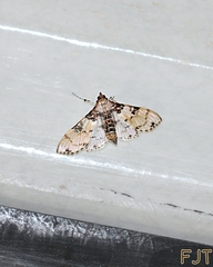 Azochis rufidiscalis
