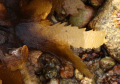Fucus serratus