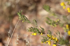 Senna artemisioides artemisioides