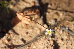 Heliophila pendula