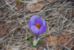 Crocus