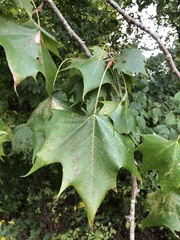 Platanus occidentalis
