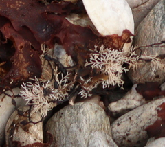 Corallina officinalis