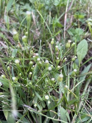 Erigeron