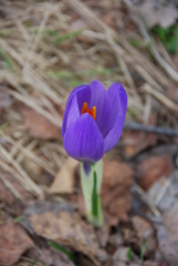 Crocus