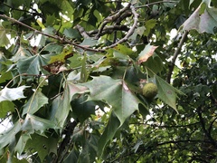 Platanus occidentalis
