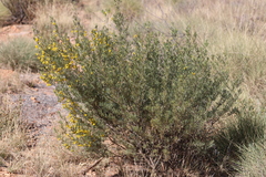 Senna artemisioides artemisioides