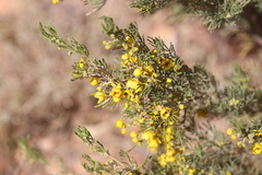 Senna artemisioides artemisioides