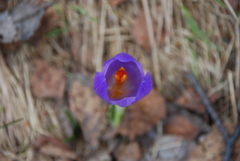 Crocus