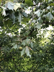 Platanus occidentalis
