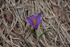 Crocus