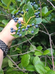 Viburnum dentatum