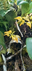 Bulbophyllum